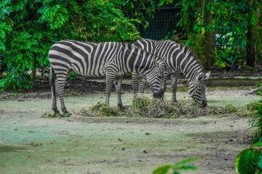 Zebra ot yiyor. Çekim Konumu: Singapur