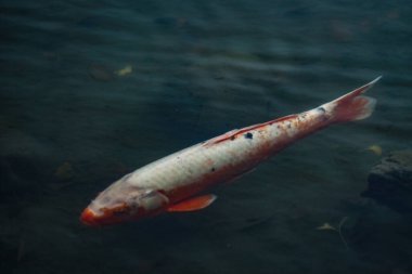 Gölde sazan balığı. Çekim yeri: Chofu Şehri, Tokyo