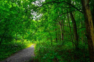 Yeşiller yemyeşil. Çekim Konumu: Furano, Hokkaido