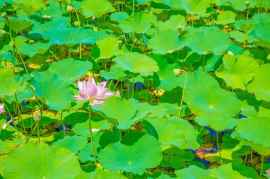 Lotus çiçekleri ve yaprakları. Çekim yeri: Kamakura Şehri, Kanagawa Bölgesi