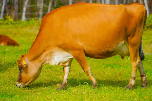 Holstein 'in çayırdaki görüntüsü. Çekim Konumu: Tomamu