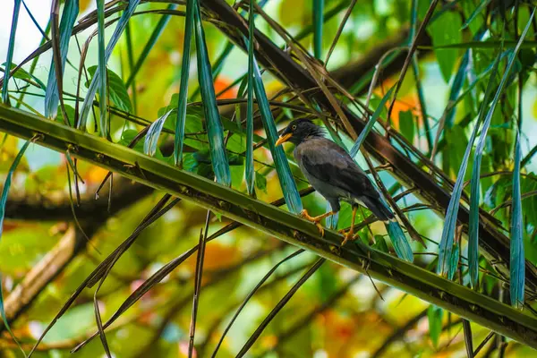 stock image birds and palm trees. Shooting Location: Singapore