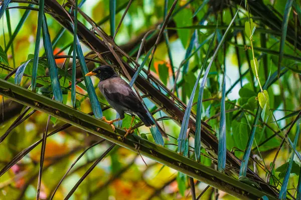 stock image palm leaf bird. Shooting Location: Singapore