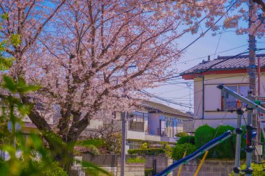 Konut bölgesinde kiraz çiçekleri var. Çekim yeri: Chofu Şehri, Tokyo