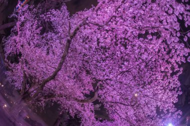 Kiraz çiçekleri parlıyor. Çekim yeri: Odawara Şehri, Kanagawa Bölgesi