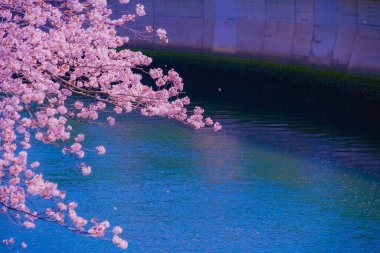 Kiraz ağaçları ve nehir manzarası. Çekim yeri: Minami Ward, Yokohama Şehri