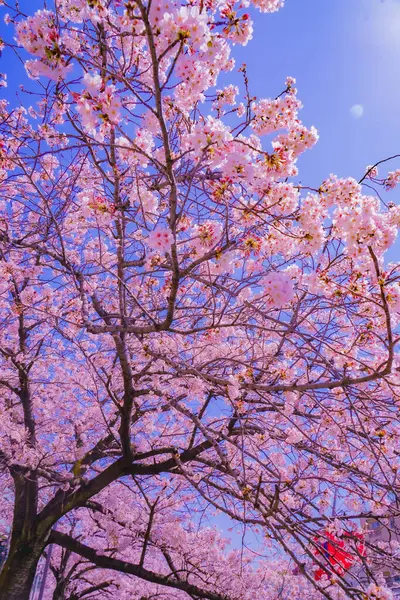 stock image cherry blossom branches and blue sky. Shooting Location: Minami Ward, Yokohama City