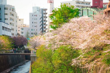 Kiraz çiçekleri ve nehir kenarlı şehir manzarası. Çekim yeri: Meguro Ward, Tokyo