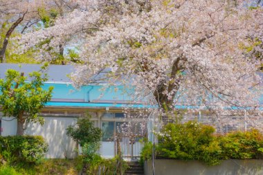 Kiraz ağacı ve ev. Çekim yeri: Kanagawa Koğuşu, Yokohama Şehri