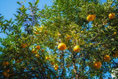 Hasat mevsimi ve mavi gökyüzü. Çekim yeri: Kamakura Şehri, Kanagawa Bölgesi