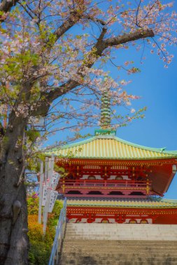 Cherry blossoms in full bloom and pagoda. Shooting Location: Kanagawa Ward, Yokohama City clipart