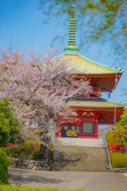 Pagoda ve kiraz çiçekleri. Çekim yeri: Kanagawa Koğuşu, Yokohama Şehri