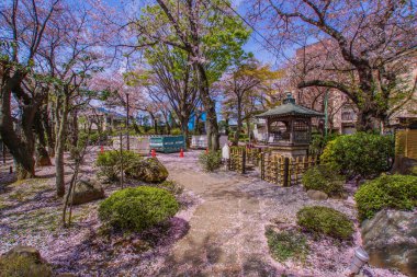 Kiraz çiçeği yolu. Çekim yeri: Kanagawa Koğuşu, Yokohama Şehri