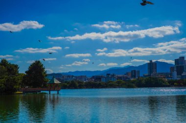 Birds of Ohori Park. Shooting Location: Fukuoka prefecture clipart