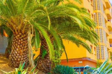 Palmiye ağaçları ve agave. Çekim Konumu: İspanya, Barselona