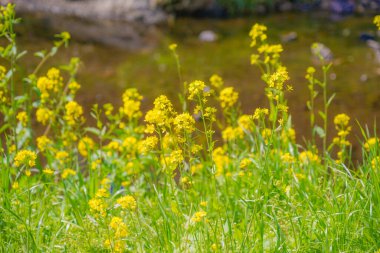 Nehir kenarındaki sarı çiçekler. Çekim yeri: Chofu Şehri, Tokyo