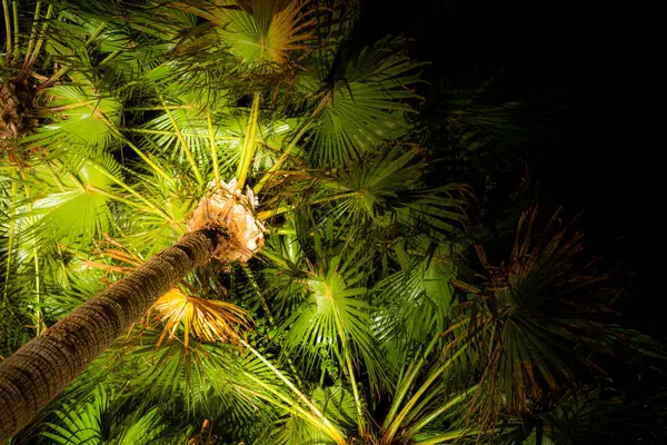 stock image illuminated palm tree. Shooting Location: Chiba prefecture