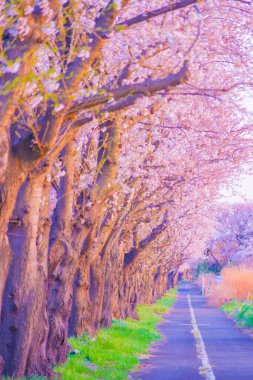 Kiraz çiçeği ağacı yolu. Çekim yeri: Seya Ward, Yokohama Şehri