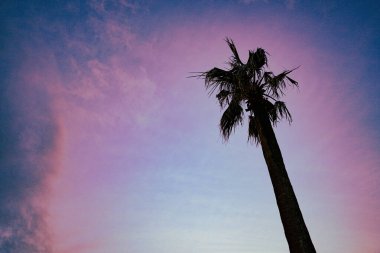 mor gökyüzü palmiyesi. Çekim Konumu: Chiba Bölgesi