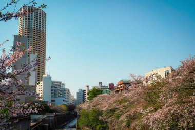 Kiraz çiçekleri ve nehir boyunca şehir manzarası. Çekim yeri: Meguro Ward, Tokyo