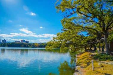 Ohori Park 'taki ağaçların gölgesi ve gölgesi. Atış Konumu: Fukuoka Bölgesi