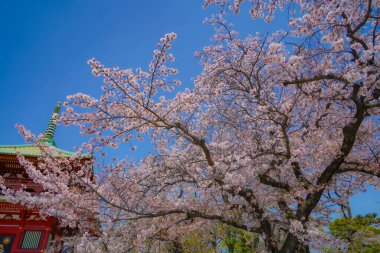 Kiraz çiçekleri ve beş katlı pagoda. Çekim yeri: Kanagawa Koğuşu, Yokohama Şehri
