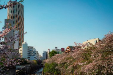 Kiraz çiçeği nehir kenarı ve şehir manzarası. Çekim yeri: Meguro Ward, Tokyo