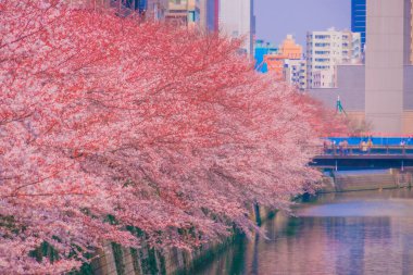 Nehir boyunca kiraz çiçekleri dalları. Çekim yeri: Meguro Ward, Tokyo
