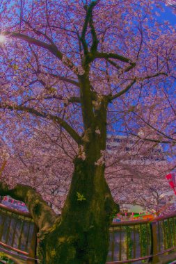 Mavi gökyüzünden süzülen kiraz çiçekleri ve güneş ışığı. Çekim yeri: Meguro Ward, Tokyo