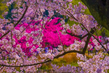 Cherry blossom trees blooming by the lake. Shooting Location: Tsurumi Ward, Yokohama City clipart