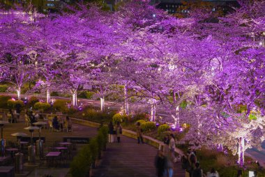 Kiraz çiçekleri ve gece aydınlatması. Çekim yeri: Minato Ward, Tokyo