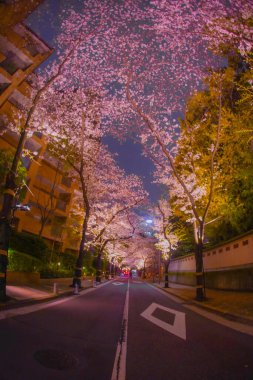 Kiraz çiçeği tüneli ve sokak lambaları. Çekim yeri: Minato Ward, Tokyo