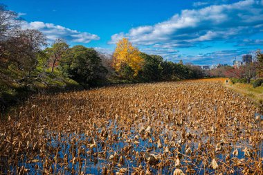 Autumn meadow and yellow leaves. Shooting Location: Fukuoka prefecture clipart