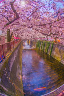 Cherry blossoms in full bloom and reflection on the water surface. Shooting Location: Meguro Ward, Tokyo clipart