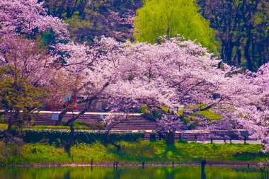Kiraz ağaçları ve göl manzarası. Çekim yeri: Tsurumi Koğuşu, Yokohama Şehri