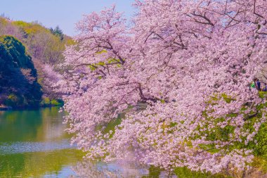 Çiçek açmış kiraz çiçekleriyle Lakeside. Çekim yeri: Tsurumi Koğuşu, Yokohama Şehri
