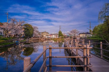 Kiraz ağaçları ve gölet boyunca yerleşim alanları. Çekim yeri: Kohoku Ward, Yokohama Şehri