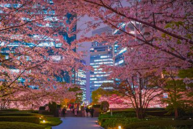 Cherry blossoms and skyscrapers in the city. Shooting Location: Minato Ward, Tokyo clipart