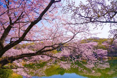 Scenery of cherry blossom trees and lake. Shooting Location: Tsurumi Ward, Yokohama City clipart