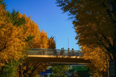 Ginkgo ağaçlarıyla kaplı bir yaya köprüsü. Çekim yeri: Naka Ward, Yokohama Şehri