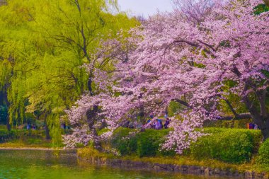 Gölde dans eden kiraz çiçekleri. Çekim yeri: Tsurumi Koğuşu, Yokohama Şehri