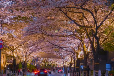 Gece şehir manzarasında kiraz çiçekleri açmaktadır. Çekim yeri: Minato Ward, Tokyo