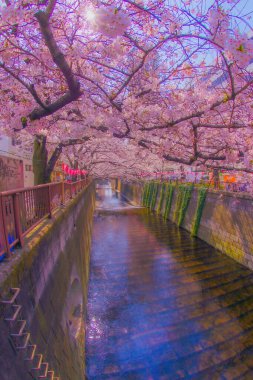 Meguro Nehri kiraz çiçekleri ve deniz manzarası. Çekim yeri: Meguro Ward, Tokyo