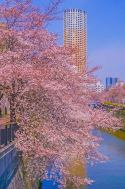 Binaların ve kiraz çiçeklerinin bahar manzarası. Çekim yeri: Meguro Ward, Tokyo