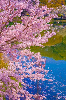 Beautiful view of the lake and cherry blossoms. Shooting Location: Tsurumi Ward, Yokohama City clipart