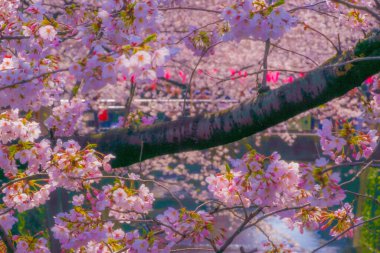 Nakameguro 'da kiraz çiçekleri çiçek açar. Çekim yeri: Meguro Ward, Tokyo