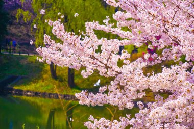 Kiraz çiçekleri ve bitkilerin renkli manzarası. Çekim yeri: Tsurumi Koğuşu, Yokohama Şehri