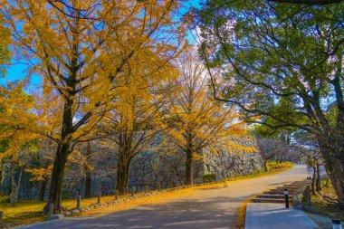 Ginkgo ağaçları ve taş duvarlar. Atış Konumu: Fukuoka Bölgesi