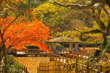 A park surrounded by autumn leaves. Shooting Location: Fukuoka prefecture clipart