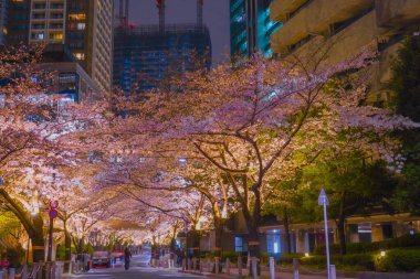 Aydınlatılmış kiraz çiçekleri ve binalar. Çekim yeri: Minato Ward, Tokyo